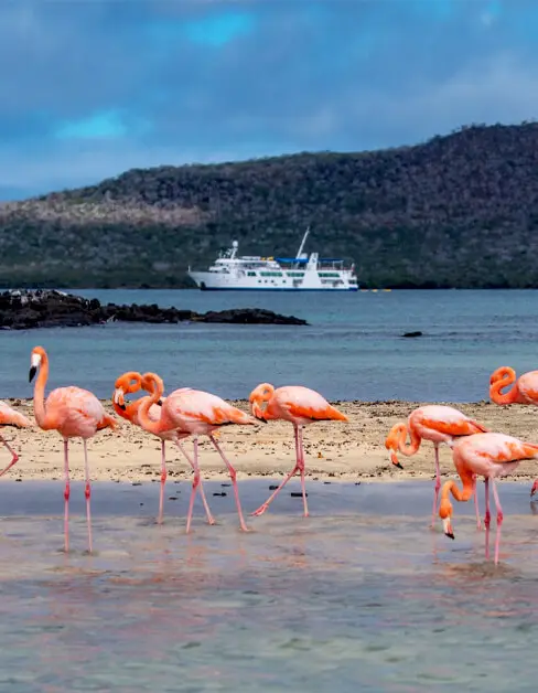 galapagos-island-baronesa-flamingo