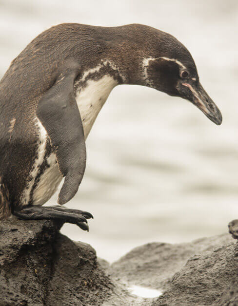 islas-galapagos-pinguino