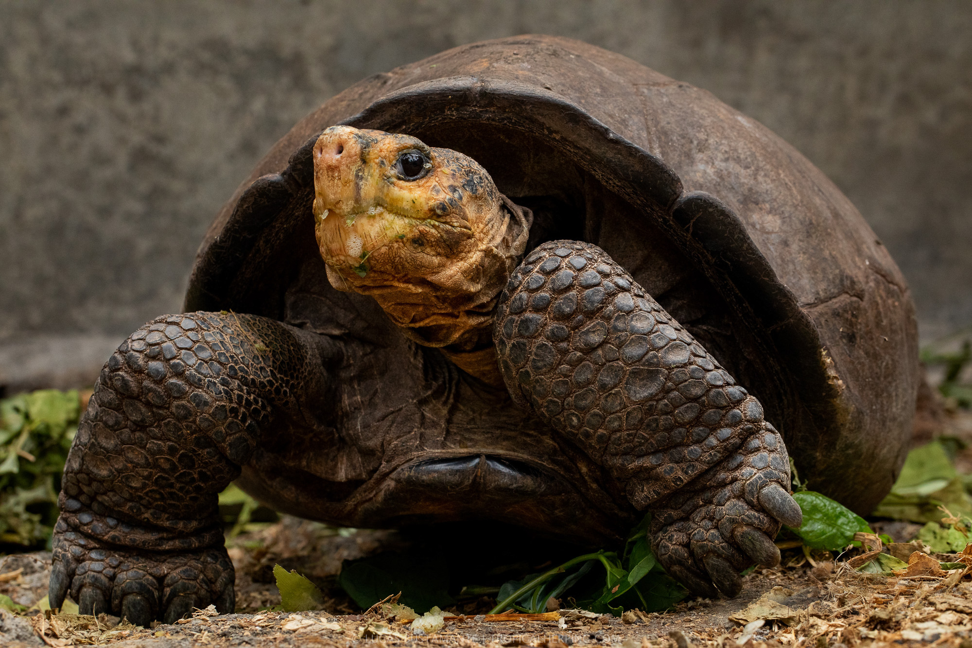 Fernandina Giant-Tortoise (Chelonoidis phantasticus) female, nicknamed Fern, photographed in the Giant Tortoises breeding center in Santa Cruz, Galapagos Islands. It is the only extant specimen of the species.

It was found by a team of researchers from the Galapagos National Park and Galapagos Conservancy in 2019 during an expedition in Fernandina Island.

Photo by Lucas Bustamante (@luksth).

Please, in each post, always tag and mention the Galapagos National Park (@parquegalapagos), Galapagos Conservancy (@galapagosconservancy), and Lucas Bustamante as the photographer (@luksth).

--

Tortuga Gigante de Fernandina (Chelonoidis phantasticus).

Foto crédito: Lucas Bustamante (@luksth)

Para Instagram y Twitter siempre mencionar y etiquetar @luksth.